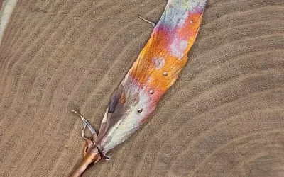 Spilla piuma