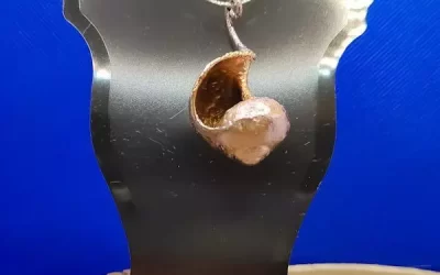 Chiocciola elettroformata 4